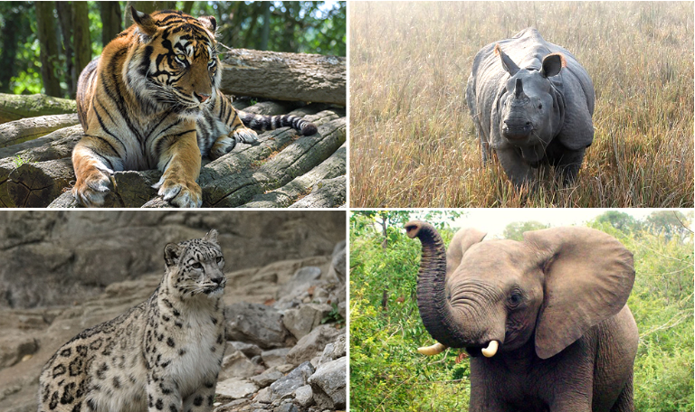 Chitwan National Park 